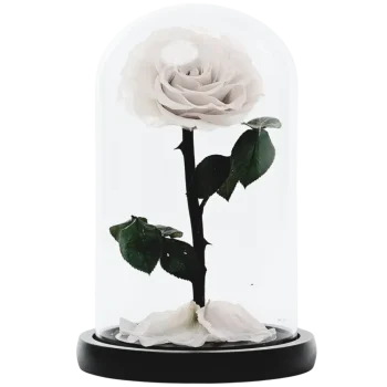 AnyConv.com__white